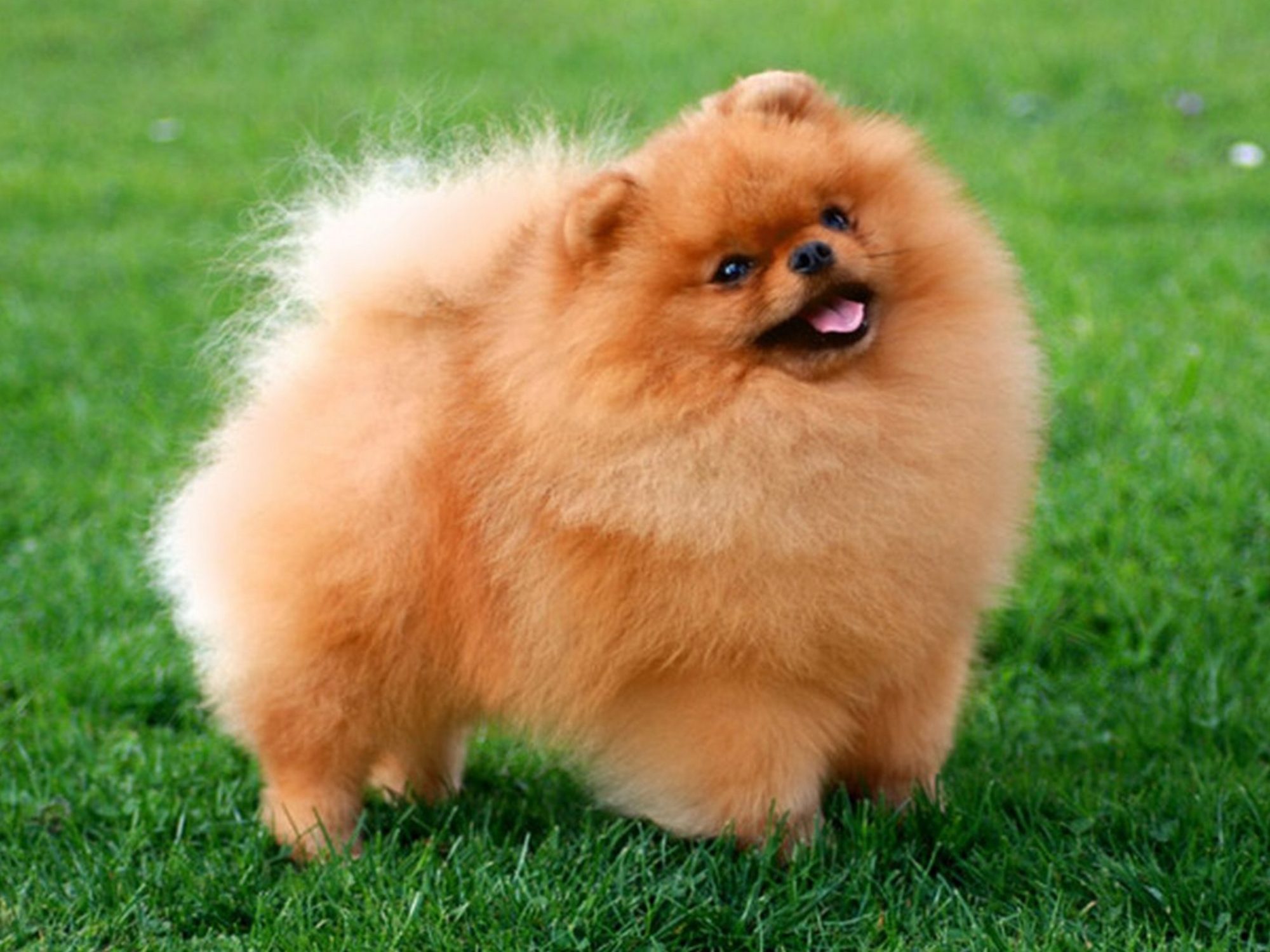 Домашни любимци