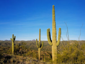 Saguaro cacti in the sonoran desert --- Image by © Image Source/Corbis