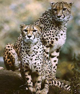 gepard