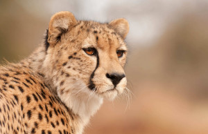 cheetah 45
