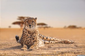 cheetah2