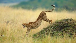 cheetah5