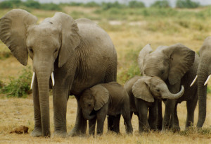 африкански с. слон