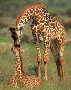 жирафи2