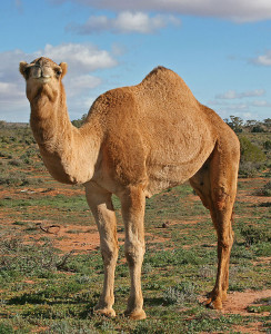 камила1