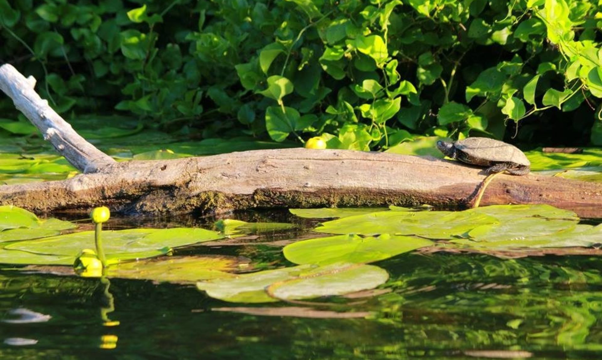 Професионално портфолио