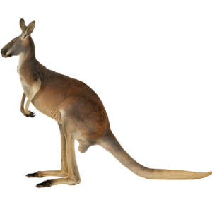 cangoroo_png