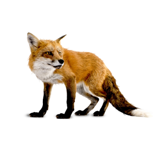 fox_png
