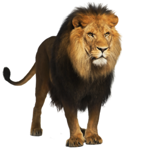 lion_png