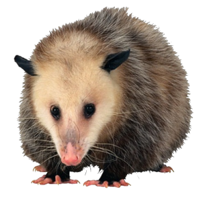 opossum_png