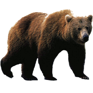 bear_png