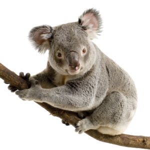 coala_png