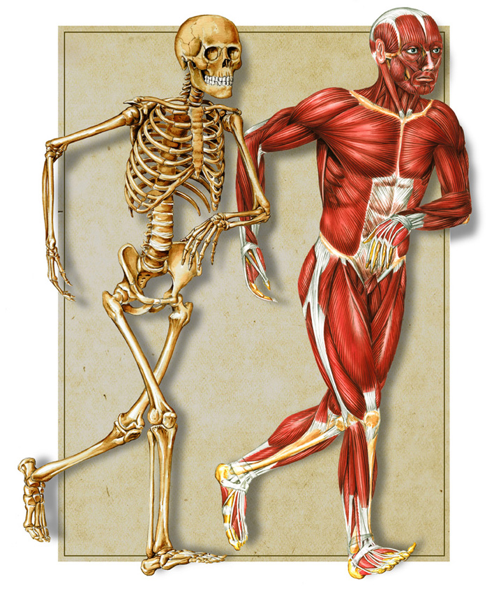 bones-and-muscles-labeled-photo-BKkH