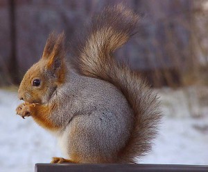 800px-MattiParkkonen_Orava