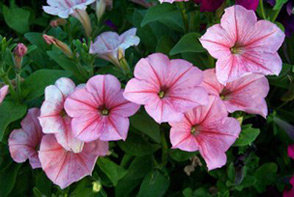 petunia22