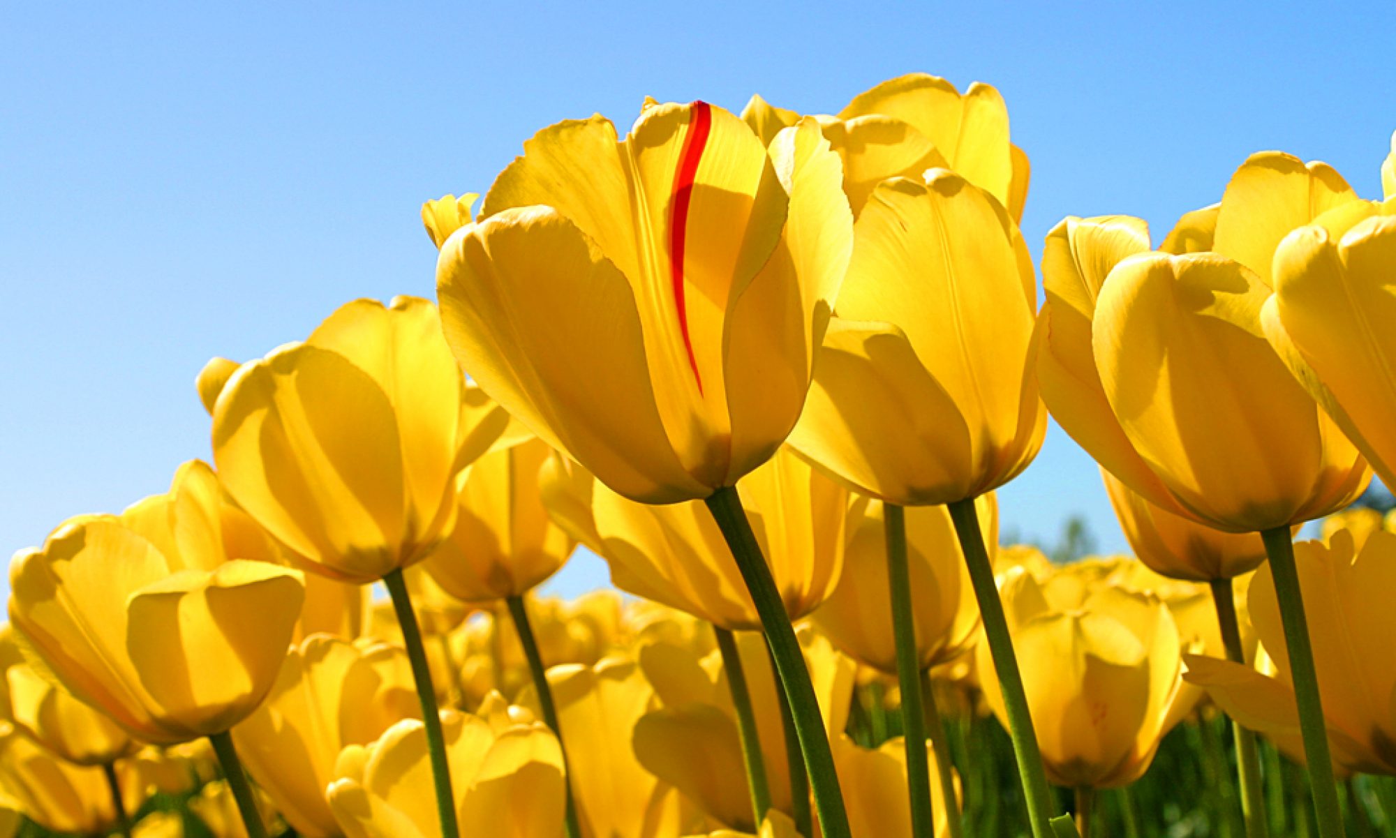 Еко земеделие