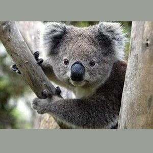 koala2