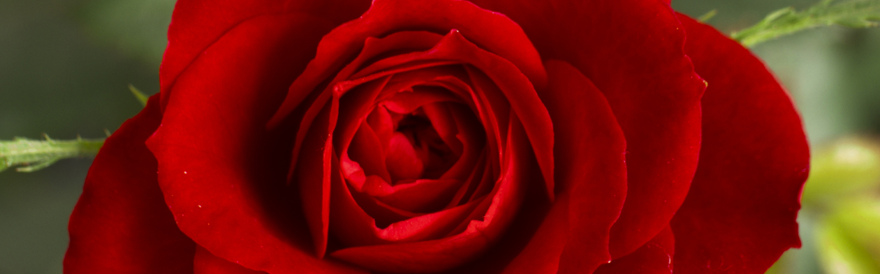 Red Roses for Teachers