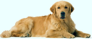 golden_retriever