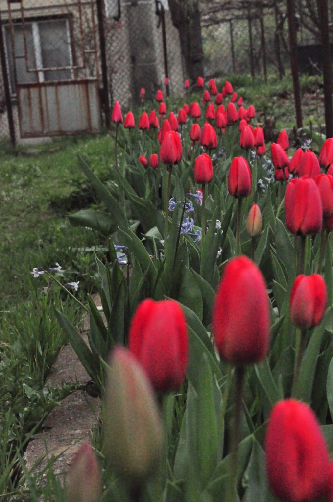 10 странни факти за лалетата 10 странни факти за лалетата