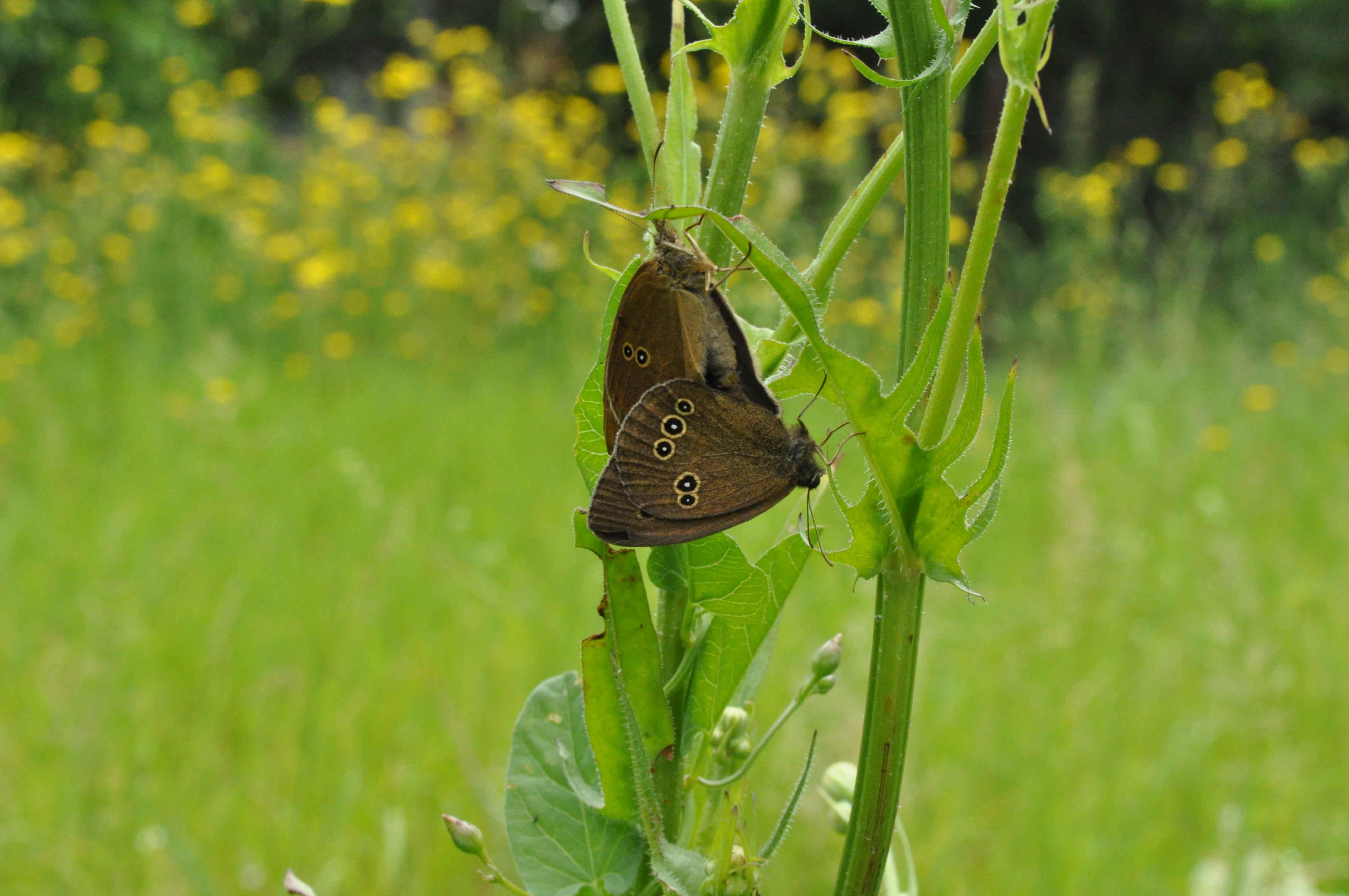 Пролет – вдъхновяващият сезон Пролет – вдъхновяващият сезон