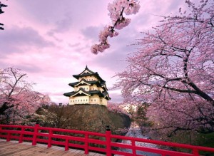 a-CHERRY-BLOSSOM-TREE-JAPAN-640x468