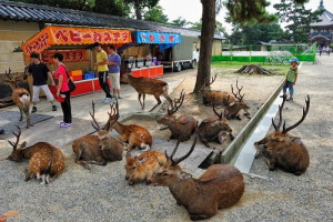 nara-deer-2