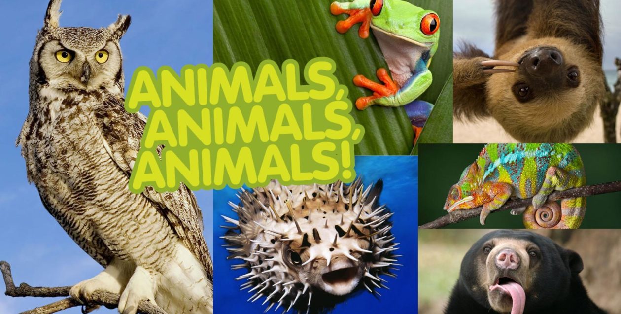 animals