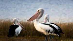 пеликани