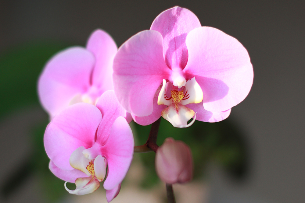 Какви цветя да изберем за учител - орхидеи