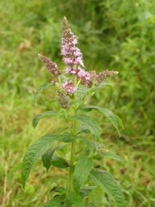 Mentha_longifolia_2005.08.02_09.53.56 (1)