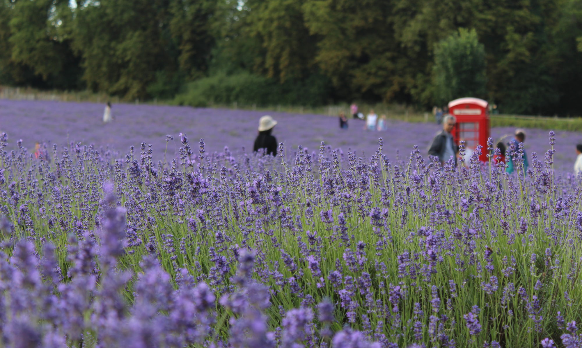 The evolution of the human mind