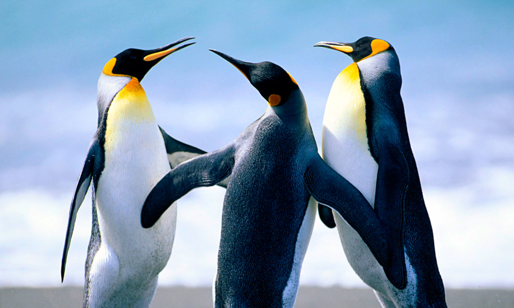 Животински свят