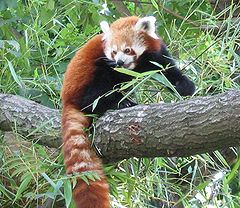 240px-RedPanda