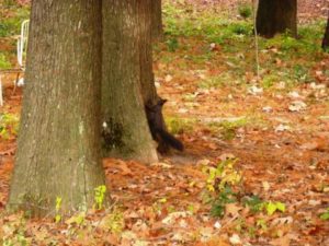 image00077