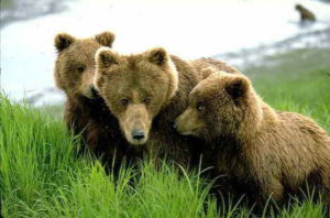 Alaska. Kodiak. Brown Bear (Ursus arctos). Anxious sow keeps her cubs close with the threat of male bears around