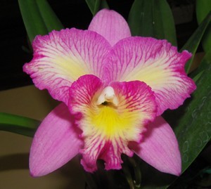 katleia-orhidei-5-300x269
