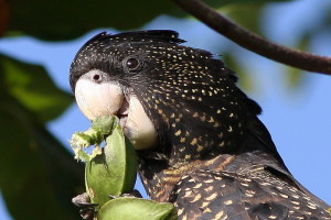 Calyptorhynchus-banksii