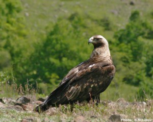 Aquila_heliaca_01_org_BSPB