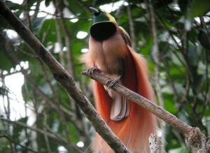 Raggiana_Bird-of-Paradise_wild_5_11773-1_12008-1