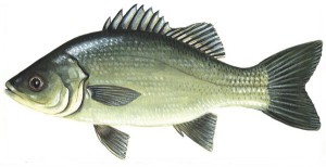 australian-bass