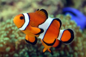 ocellaris_clownfish