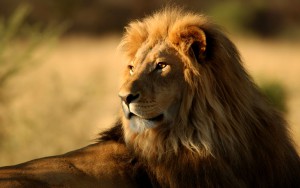 lion-wallpaper-animals-wallpapers-backgrounds-desktop