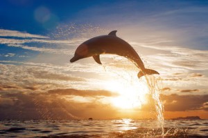 delfin-zalez-more-slunce-29671-500x334