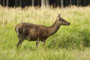 Cervus_elaphus_LC0266