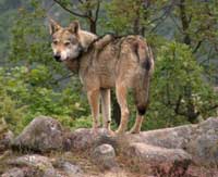 wolf01
