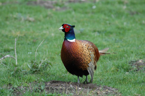 63322628pheasant