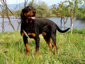 Bulgarsko_gonche