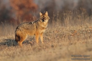 IMG_9141_S_Spasov