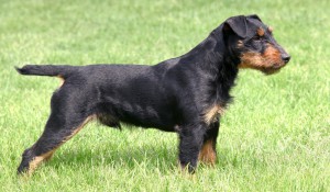 jagdterrier1